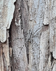 Tamopsis fickerti