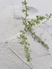 Salsola kali kali