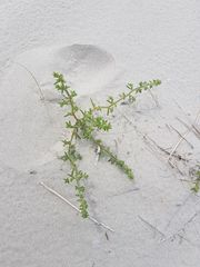 Salsola kali kali