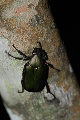 Pseudochalcothea spathulifera