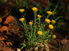 Helichrysum aureum