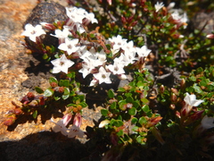 Epacris serpyllifolia