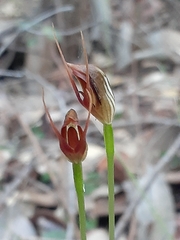 Pterostylis erecta