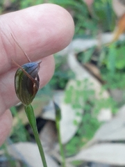 Pterostylis erecta