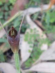Pterostylis erecta