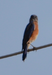 Sialia sialis