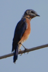 Sialia sialis