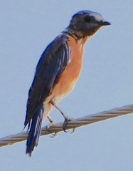Sialia sialis