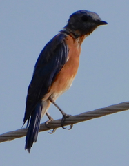 Sialia sialis