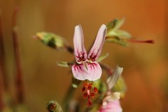 Pelargonium dolomiticum