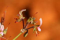Pelargonium dolomiticum