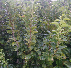 Ilex kusanoi