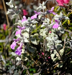 Stachys zeyheri