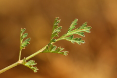 Pelargonium dolomiticum