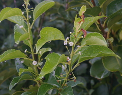 Ilex kusanoi