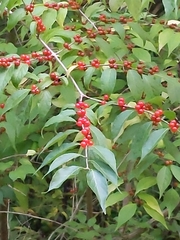 Lonicera maackii