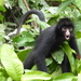 Μαύρος Αραχνοπίθηκος - Photo (c) cemango, μερικά δικαιώματα διατηρούνται (CC BY-NC)