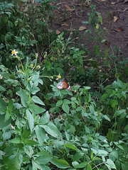 Danaus chrysippus chrysippus