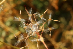 Pelargonium dolomiticum