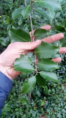 Pittosporum colensoi