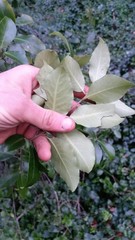Pittosporum colensoi