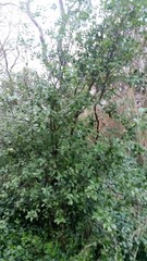 Pittosporum colensoi