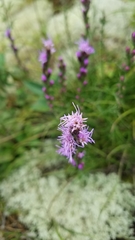 Liatris helleri