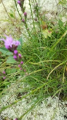 Liatris helleri