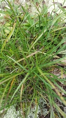 Liatris helleri