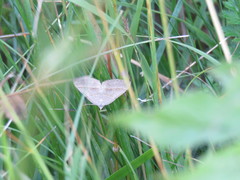 Scotopteryx