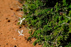 Pelargonium dasyphyllum