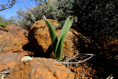 Haemanthus dasyphyllus