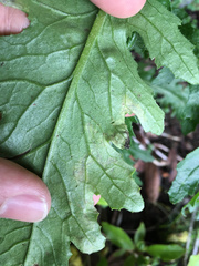 Stigmella ogygia