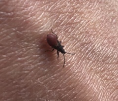 Oxycarenus