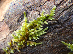 Sematophyllum