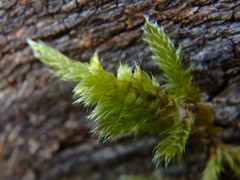 Sematophyllum