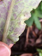 Phytomyza syngenesiae