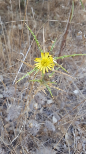 Carlina racemosa (Carlina racemosa)