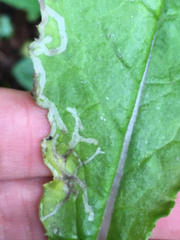 Phytomyza syngenesiae