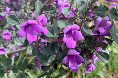 Prostanthera rotundifolia