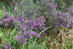 Prostanthera rotundifolia