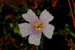 Monsonia burkeana