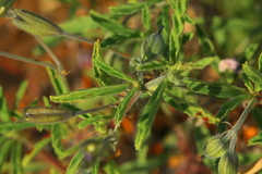 Monsonia burkeana