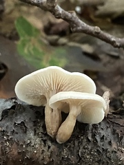 Fungi