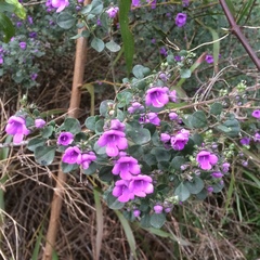 Prostanthera rotundifolia