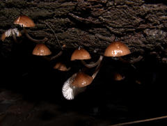 Mycena mulawaestris