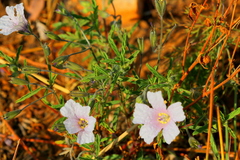 Monsonia burkeana