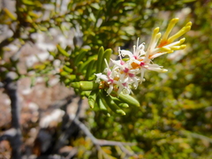 Orites revolutus