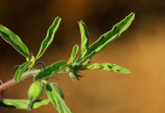 Monsonia burkeana