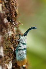 Pyrops heringi